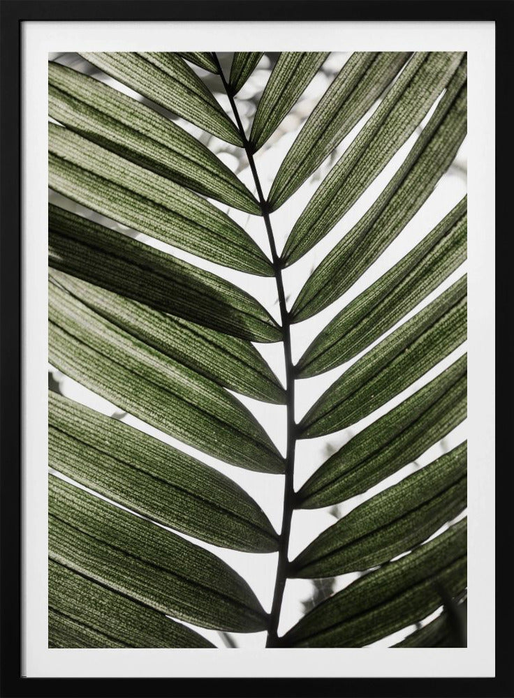 Palmblätter 24 | Poster