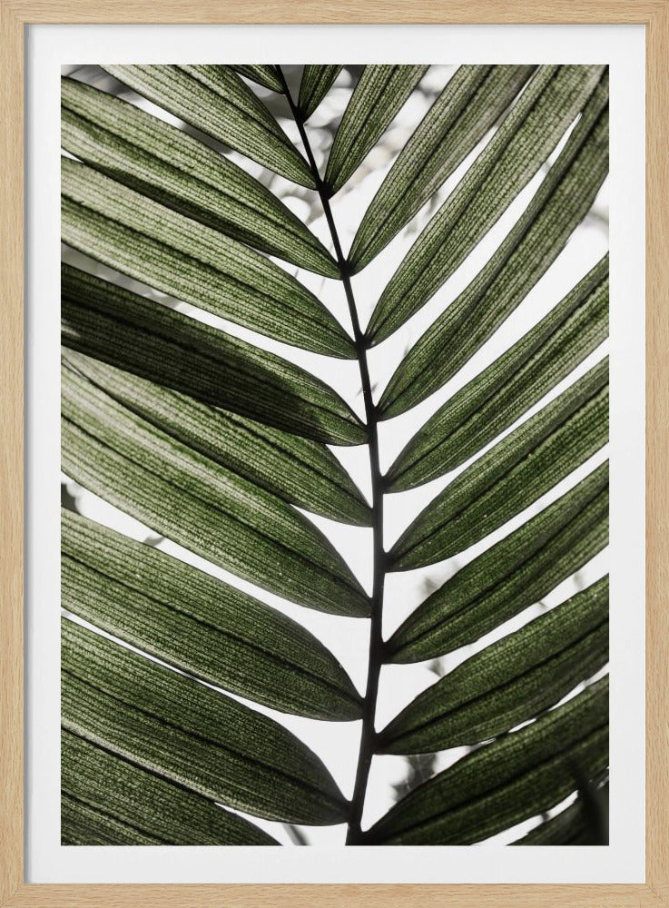 Palmblätter 24 | Poster