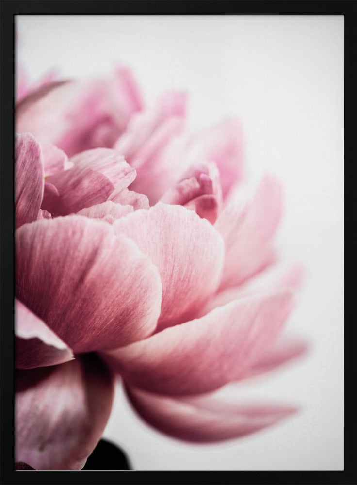 Pfingstrose 1 | Poster