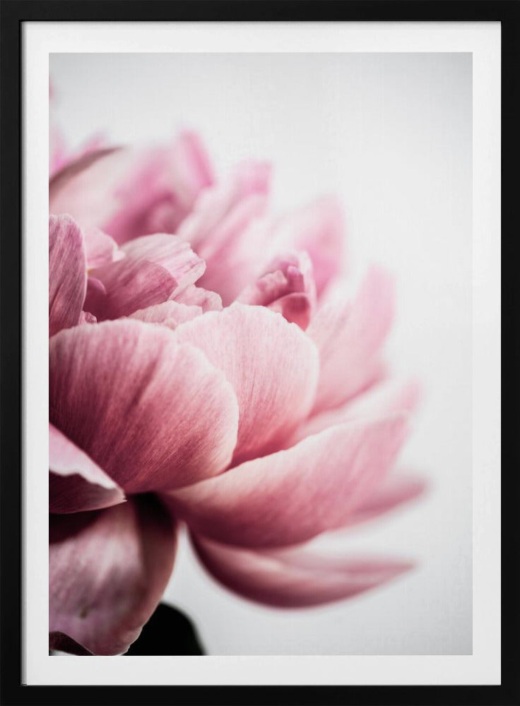 Pfingstrose 1 | Poster