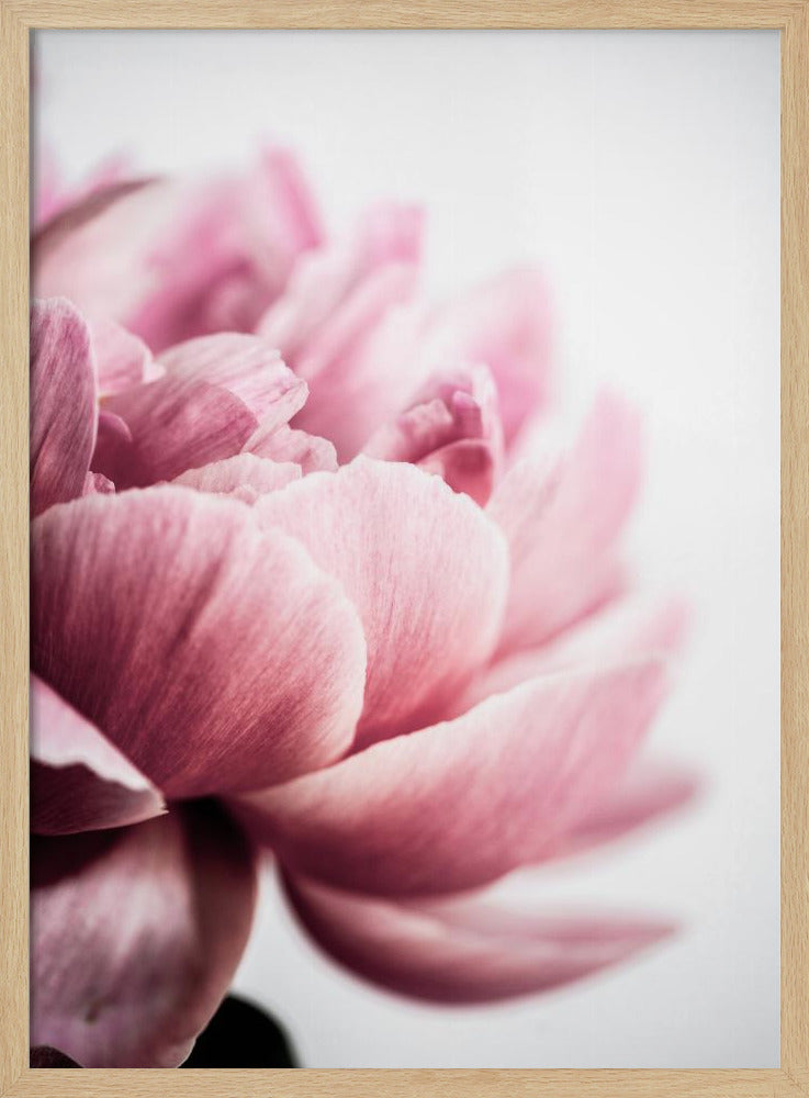 Pfingstrose 1 | Poster