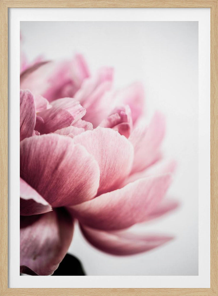 Pfingstrose 1 | Poster