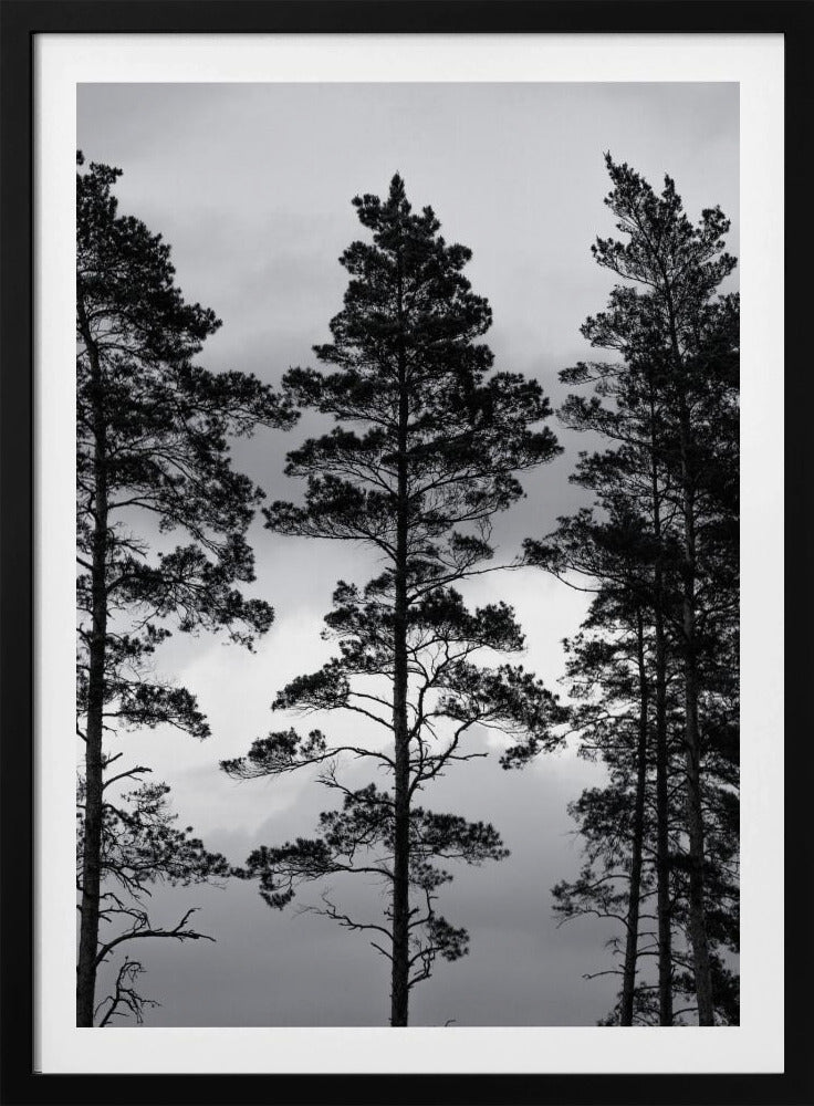 Schwedische Bäume | Poster