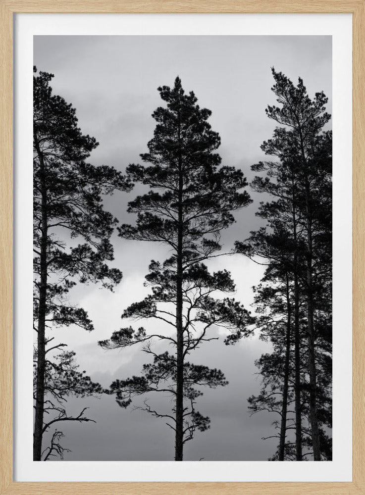 Schwedische Bäume | Poster