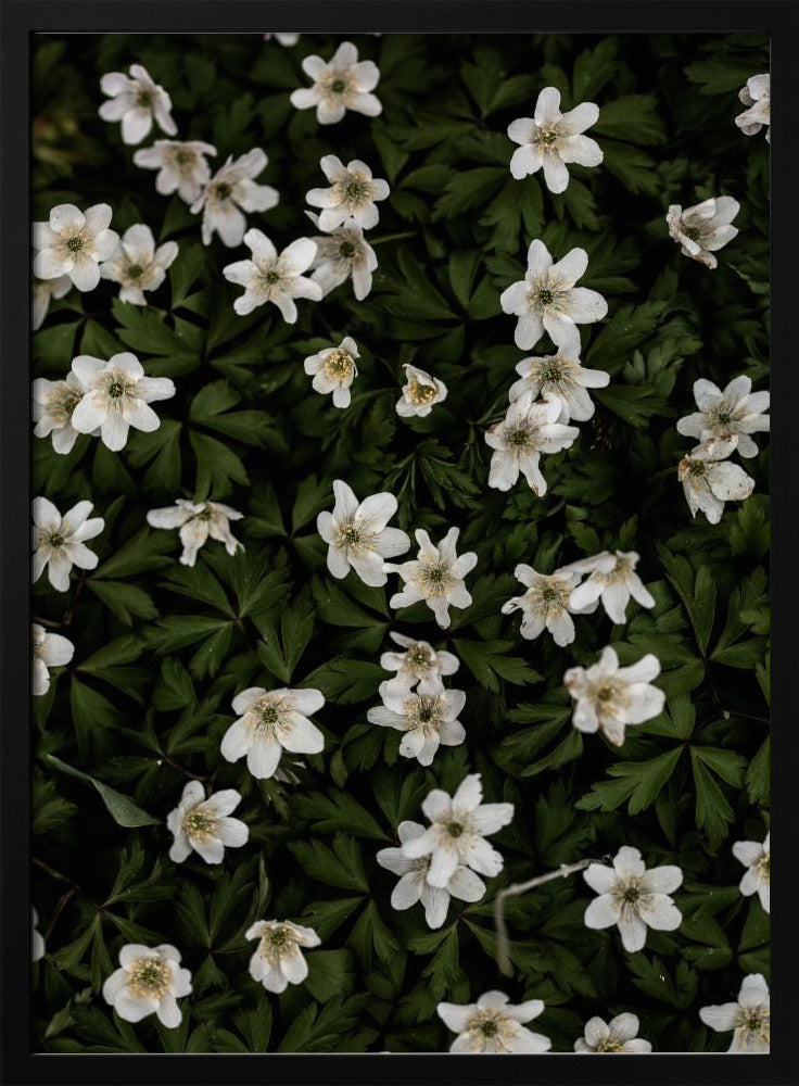 Winzige Blumen 2 | Poster