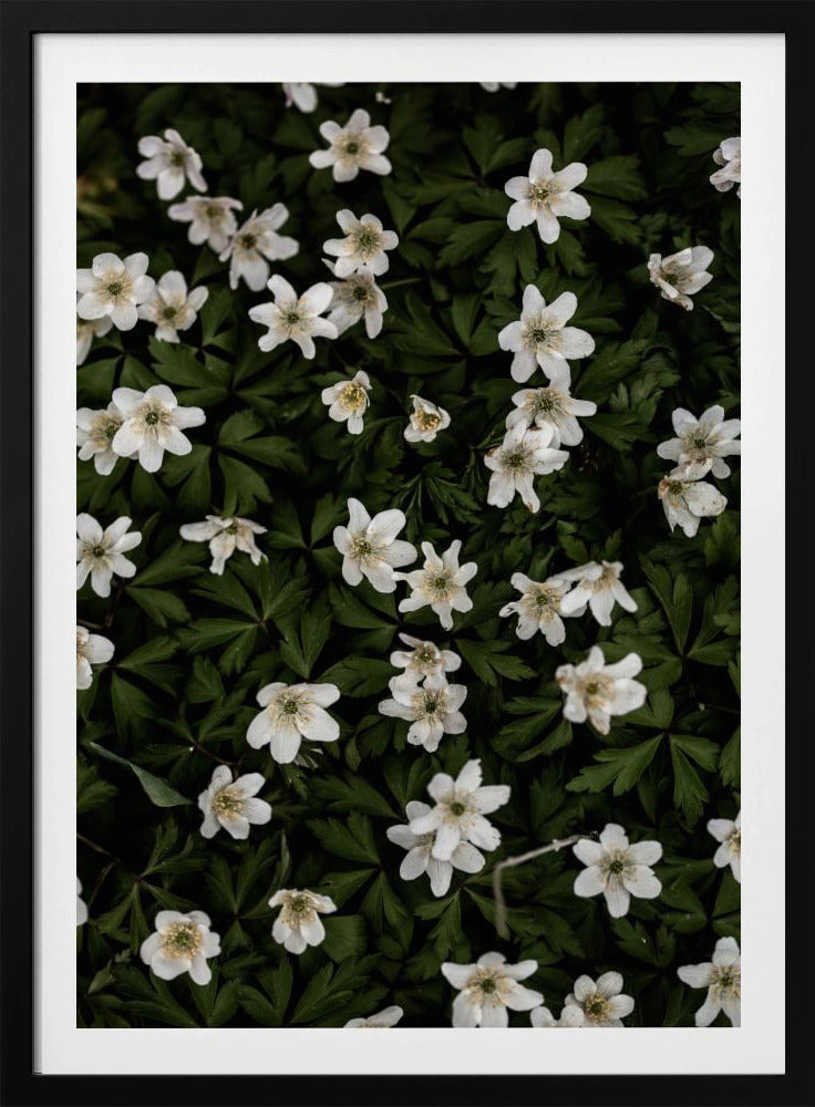 Winzige Blumen 2 | Poster