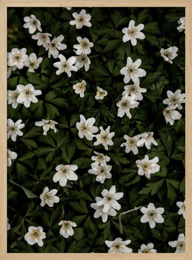 Winzige Blumen 2 | Poster