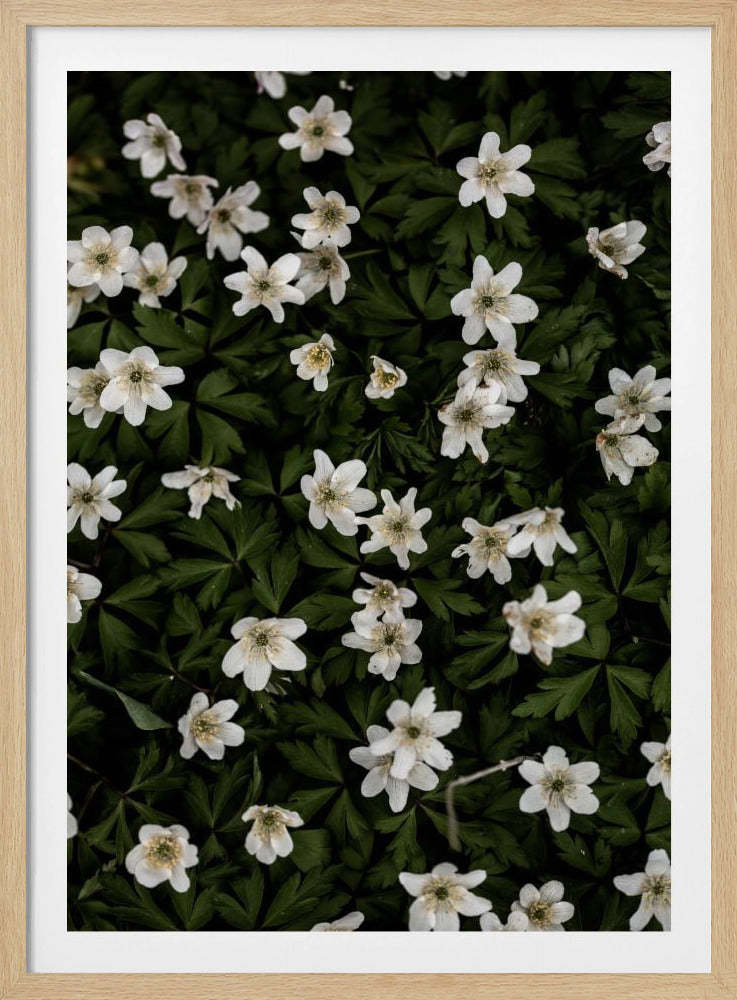 Winzige Blumen 2 | Poster