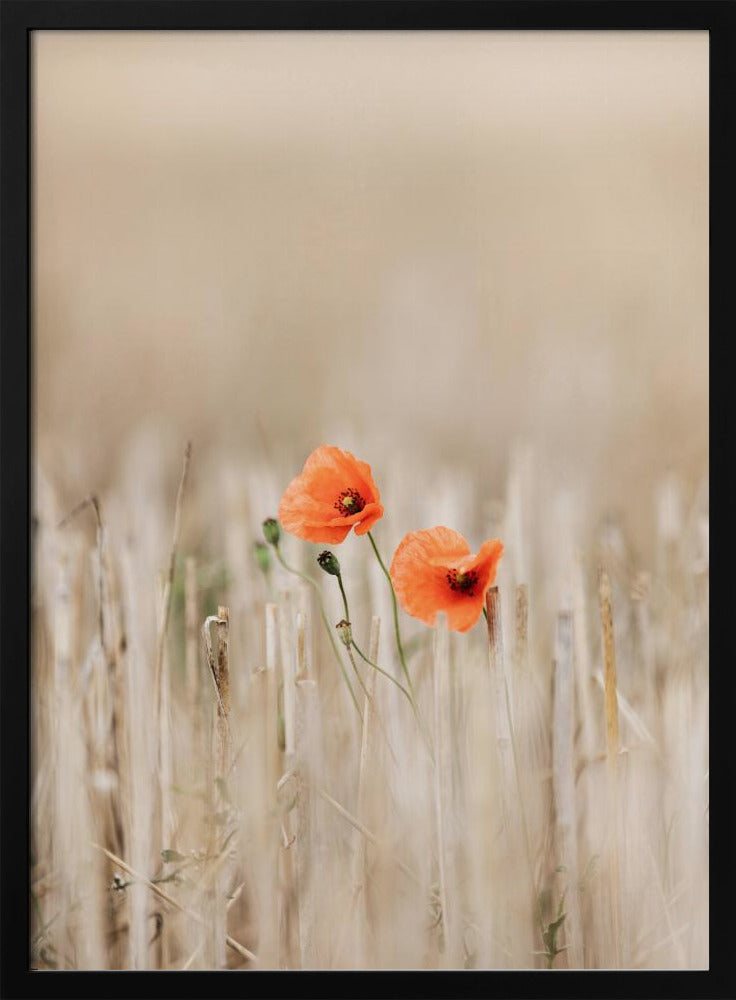 Sommermohn | Poster