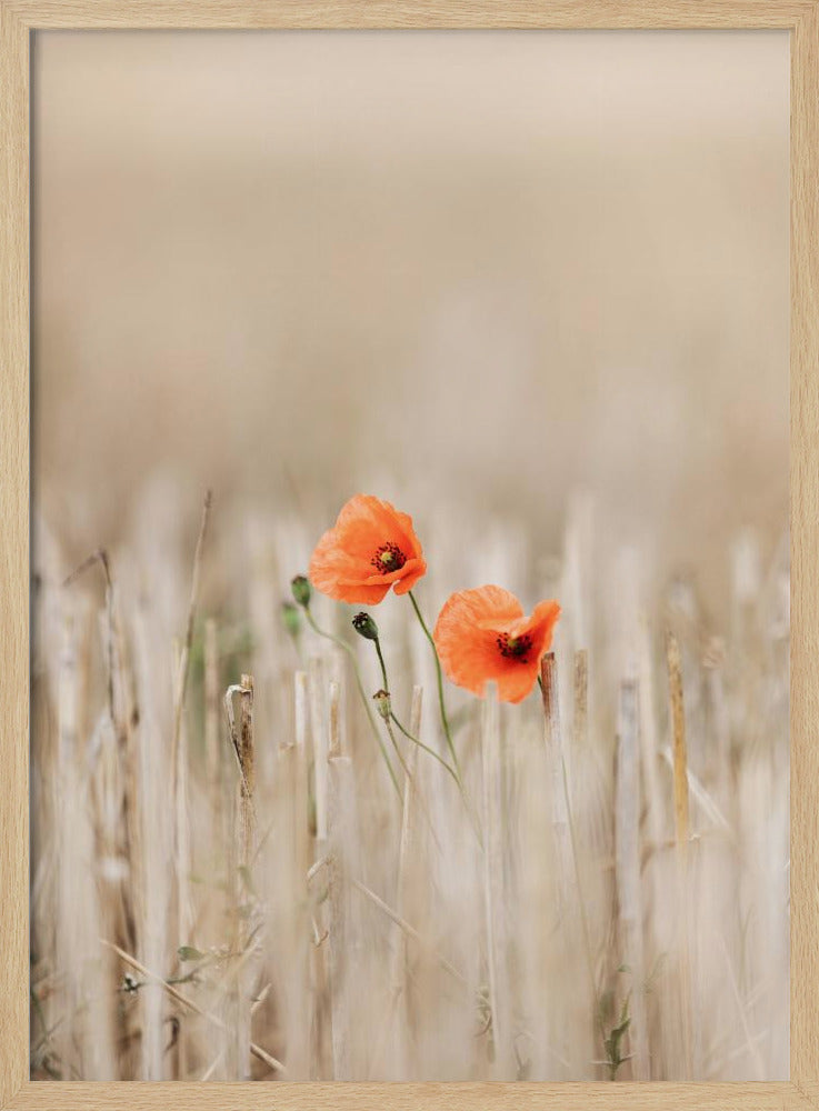 Sommermohn | Poster