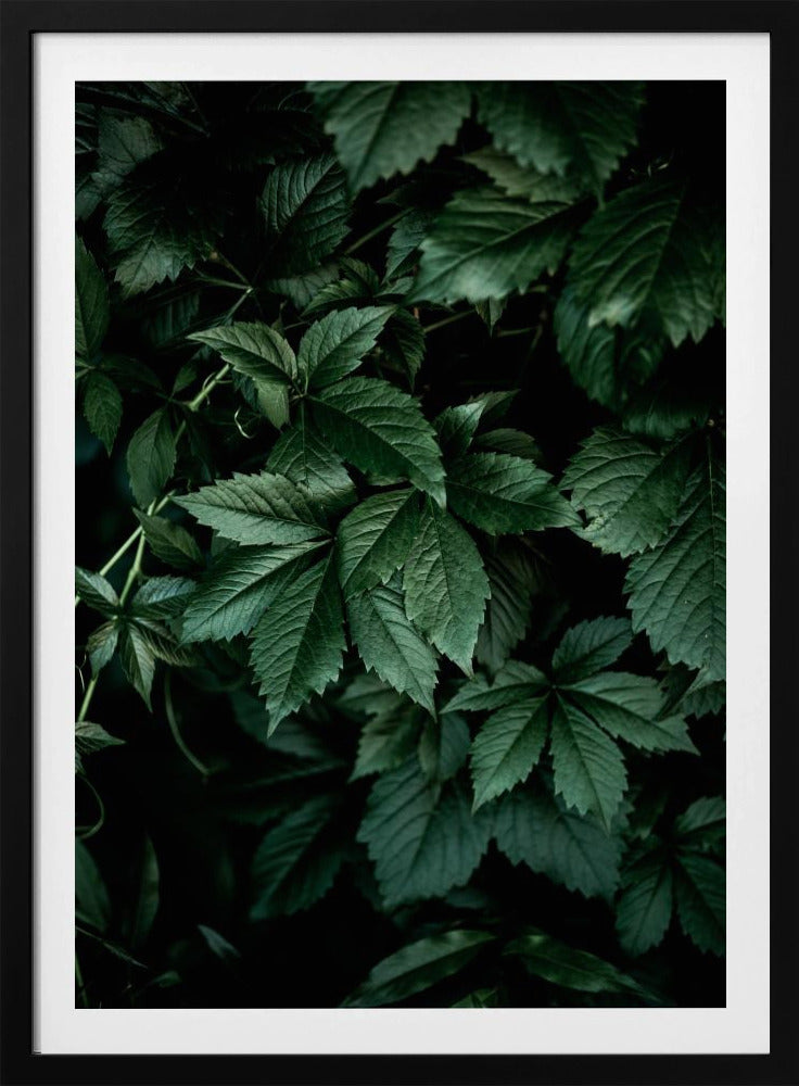 Dunkle Blätter 13 | Poster