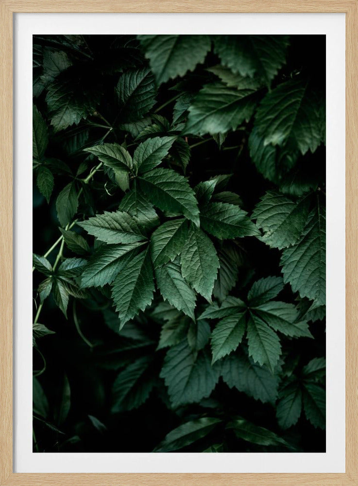 Dunkle Blätter 13 | Poster