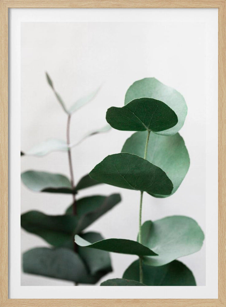 Eukalyptus 5 A1 | Poster