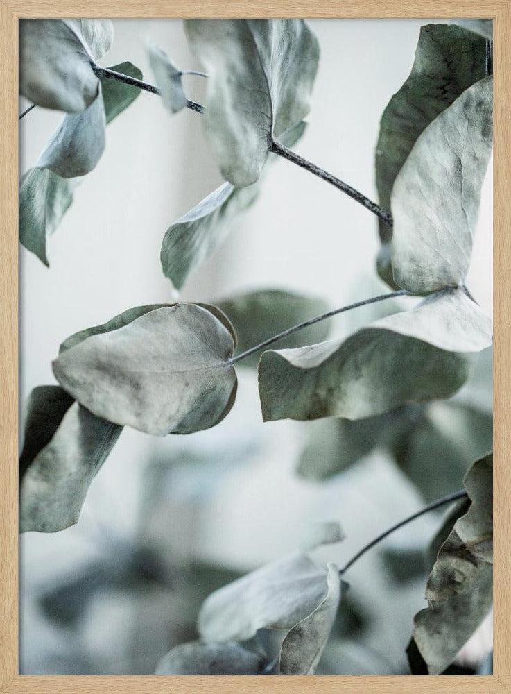 Eukalyptus 8 | Poster