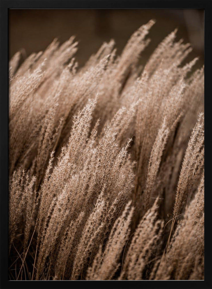 Gras 16 | Poster
