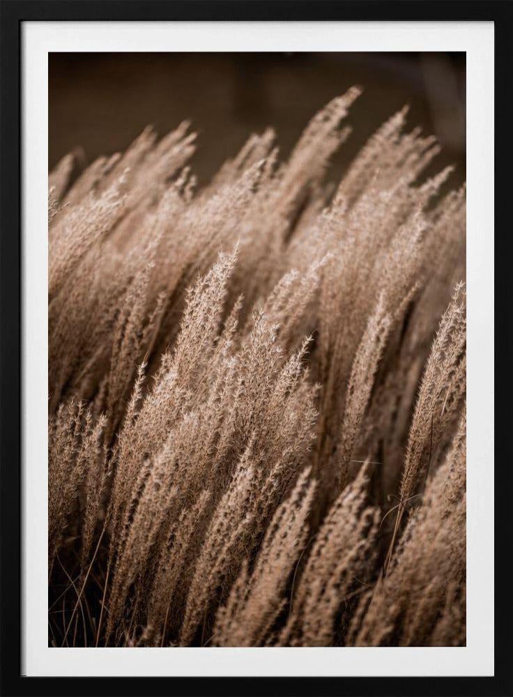 Gras 16 | Poster