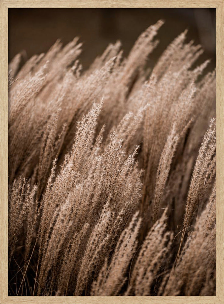Gras 16 | Poster