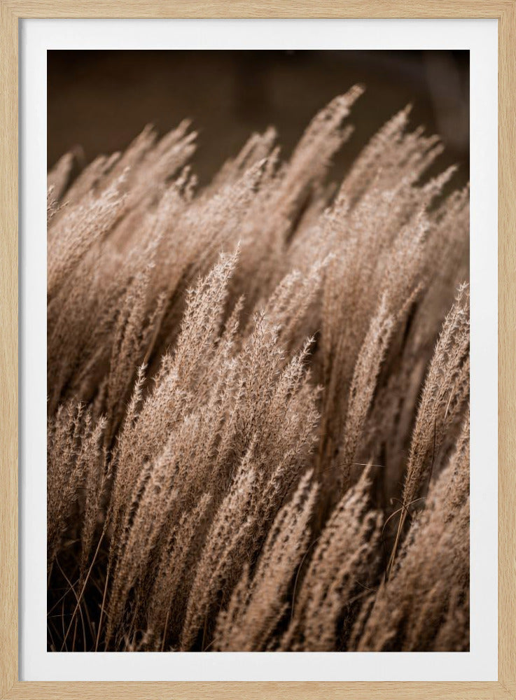 Gras 16 | Poster