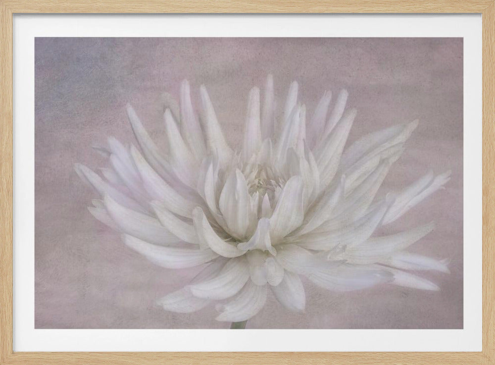 White | Poster