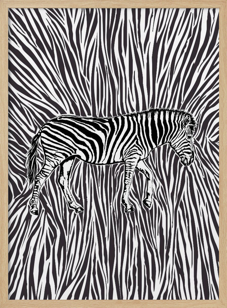 African Zebra striking camouflage | Poster