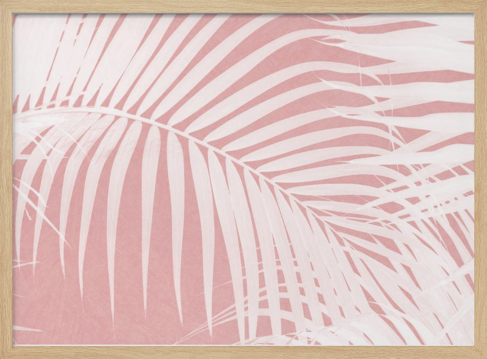 Palmblätter auf rosa Silhouette IV | Poster