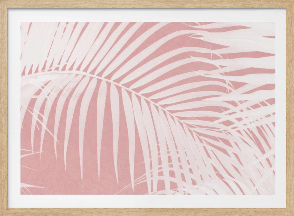 Palmblätter auf rosa Silhouette IV | Poster