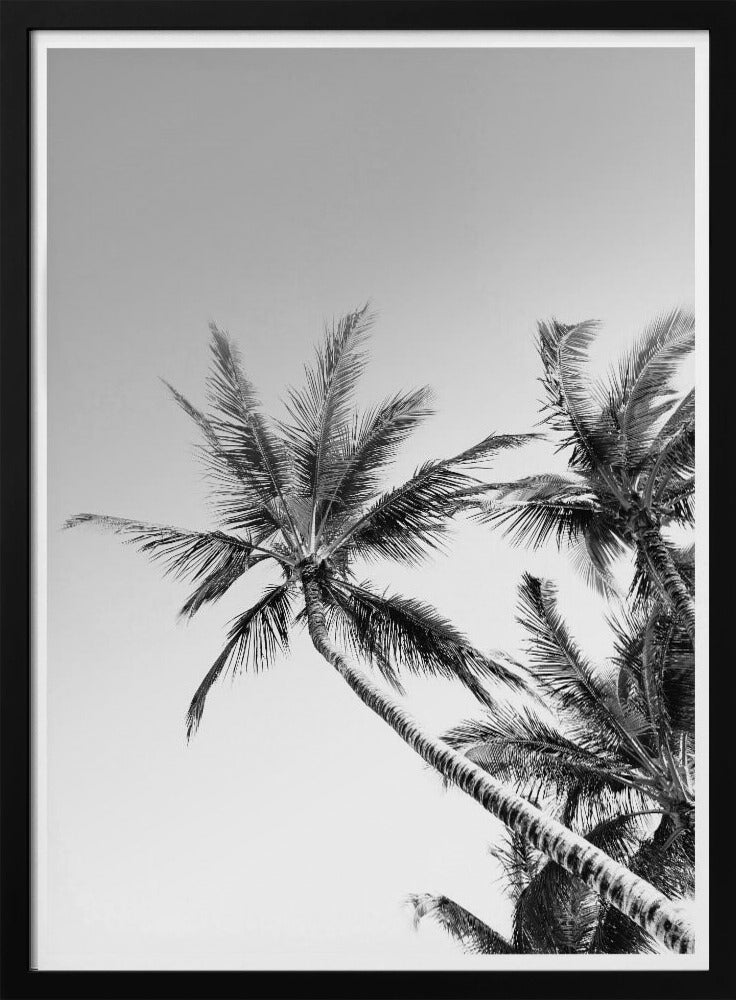 Tropische Silhouetten | Poster