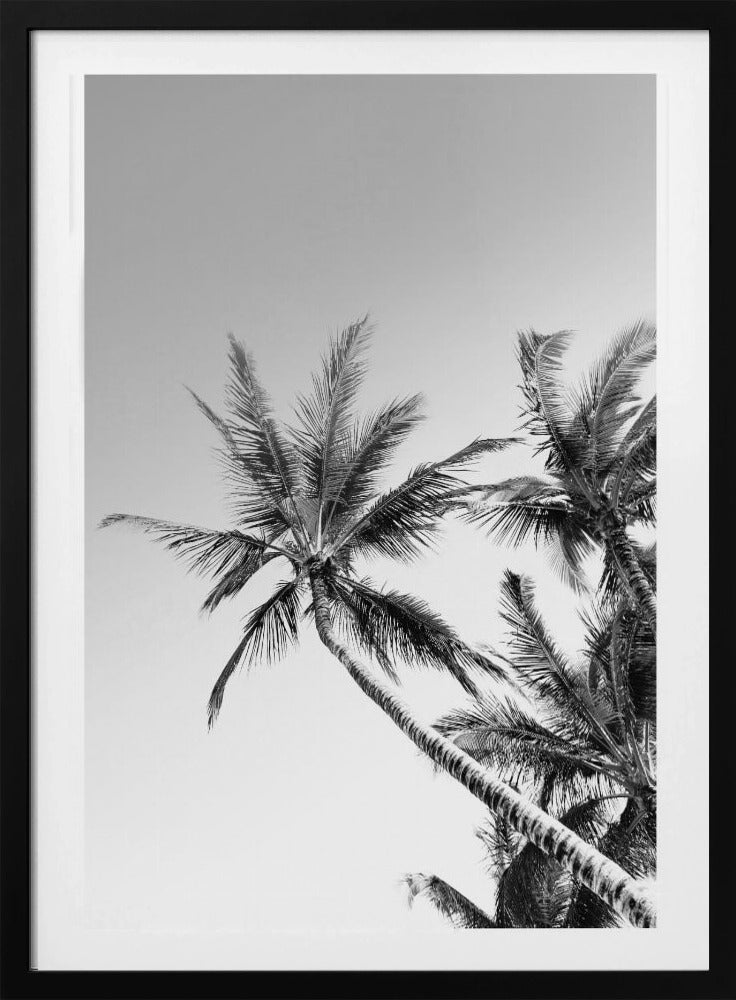 Tropische Silhouetten | Poster