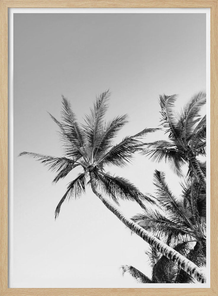 Tropische Silhouetten | Poster