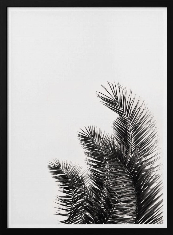 Palmenflüstern | Poster