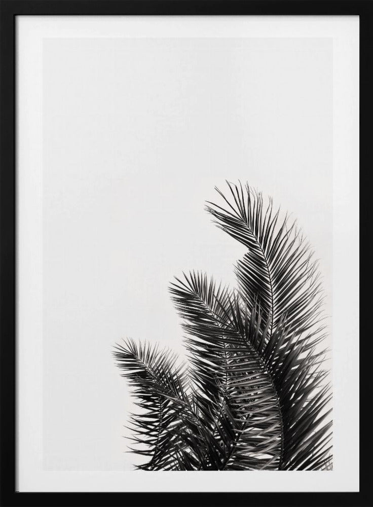 Palmenflüstern | Poster
