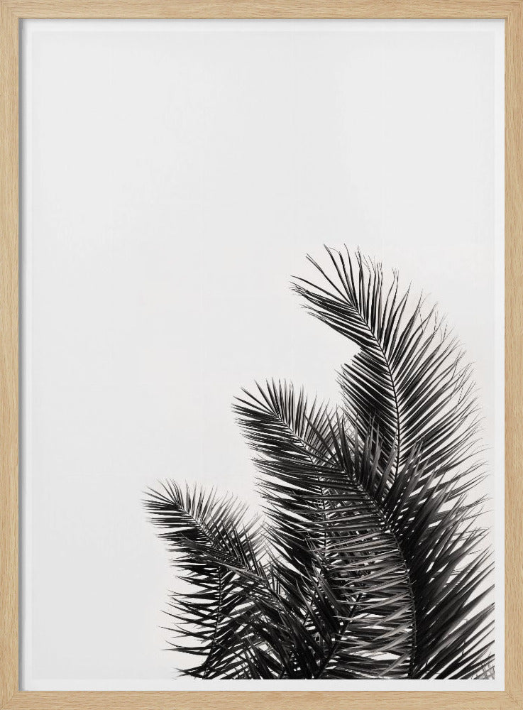 Palmenflüstern | Poster