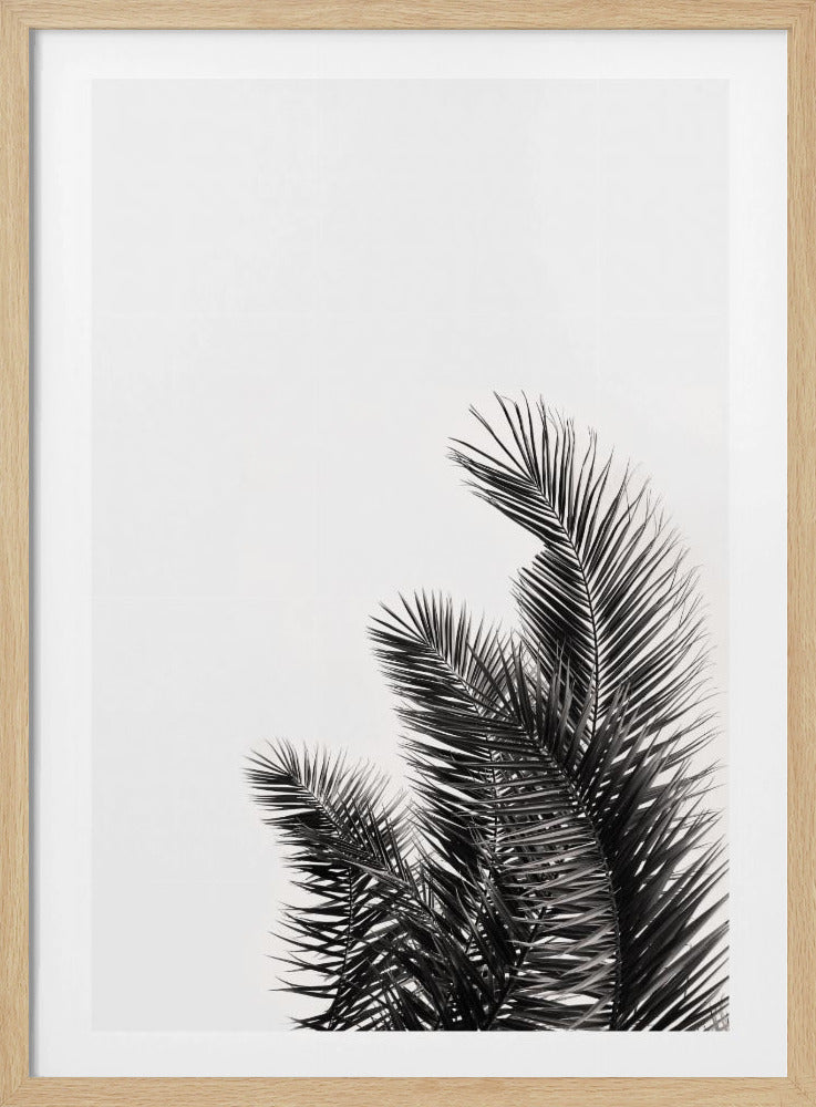 Palmenflüstern | Poster