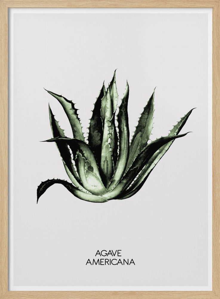 Grüne Agave Eleganz | Poster