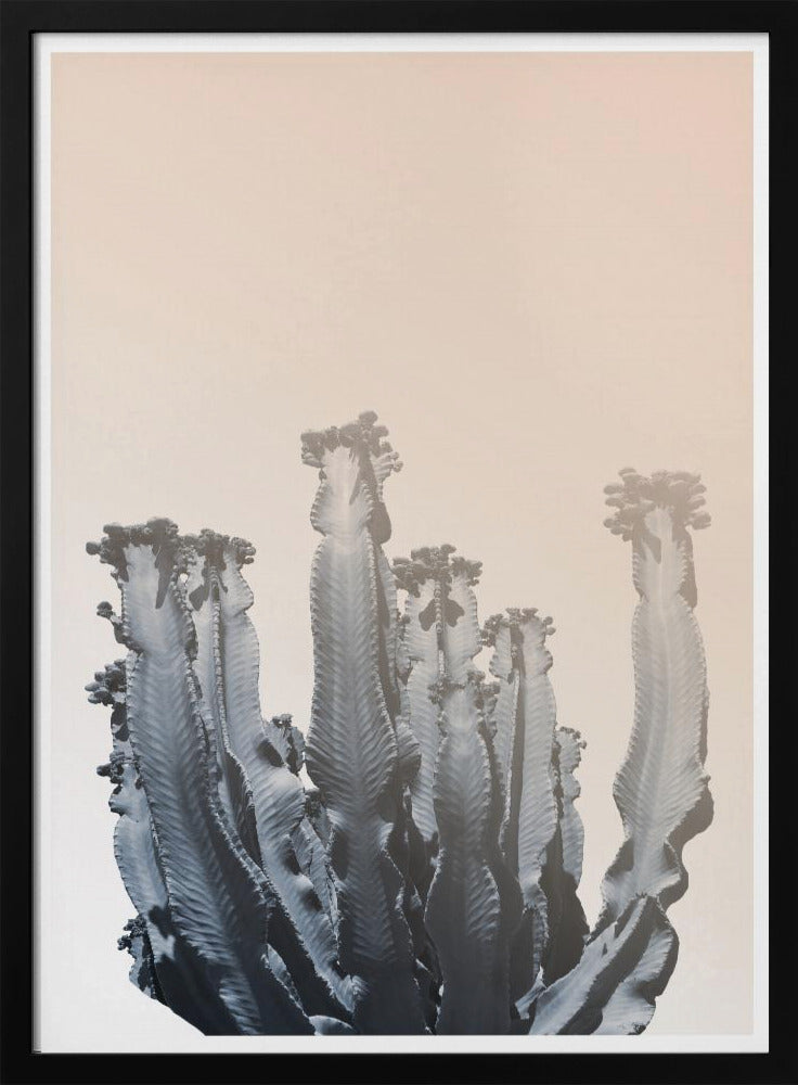 Kaktus-Silhouetten | Poster