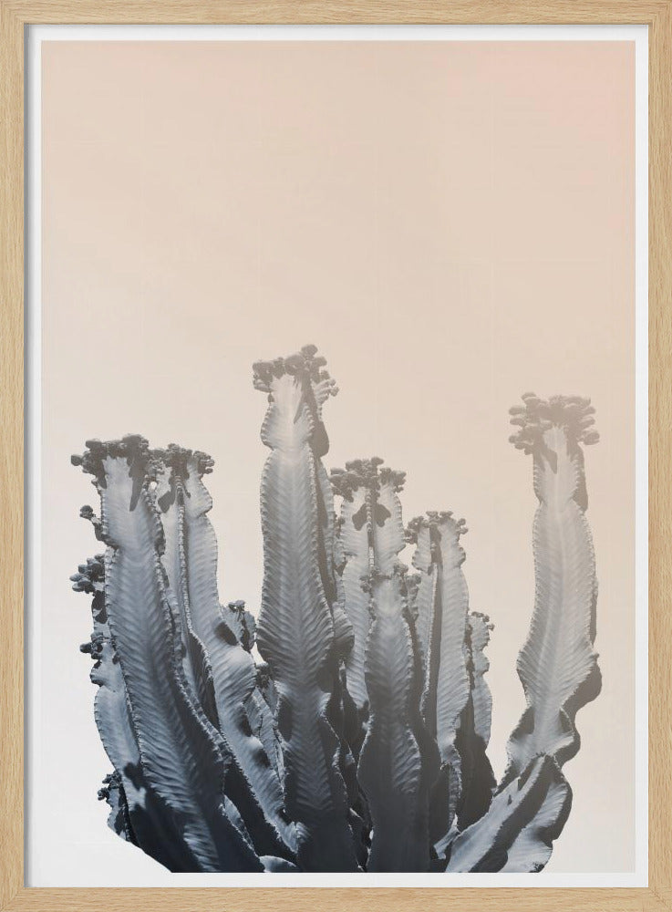 Kaktus-Silhouetten | Poster