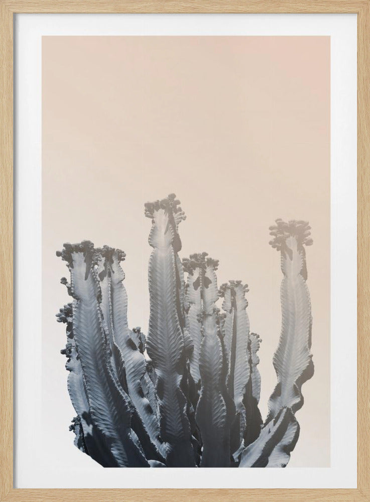 Kaktus-Silhouetten | Poster