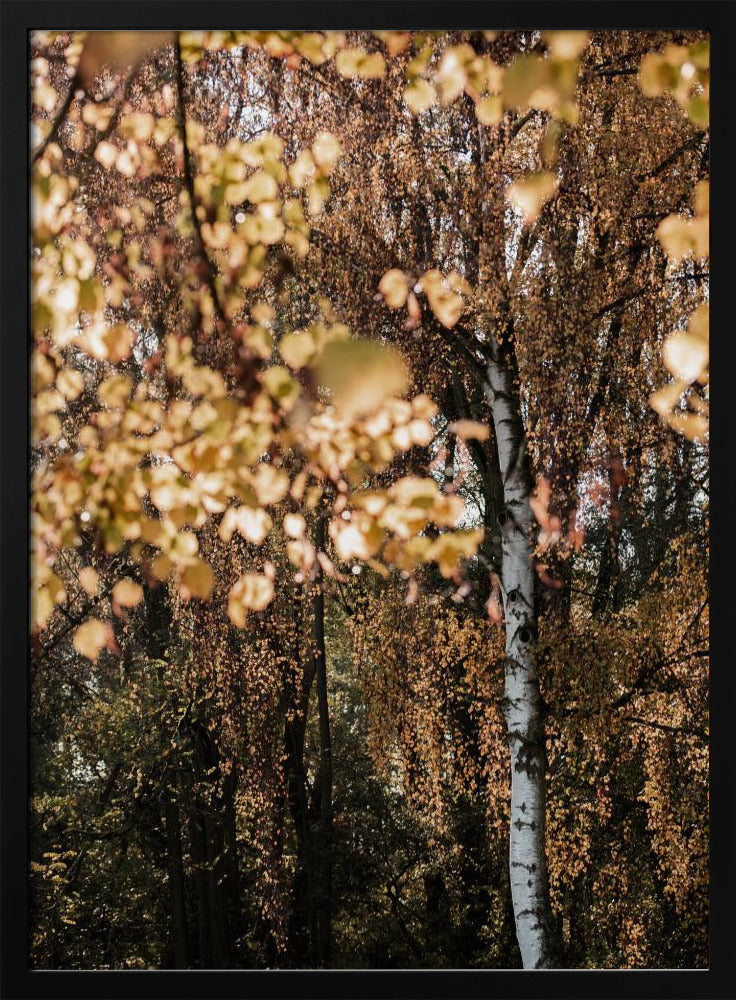 Herbstbirke | Poster