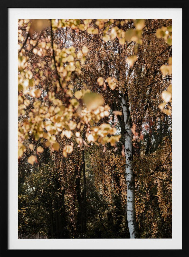 Herbstbirke | Poster