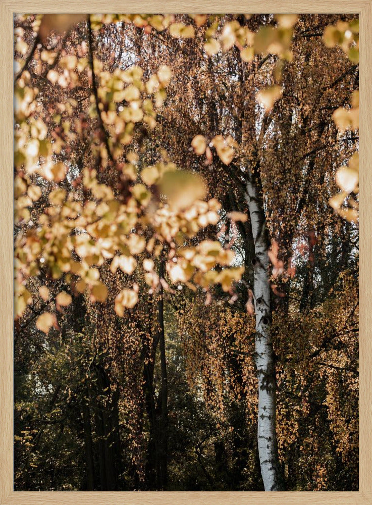 Herbstbirke | Poster