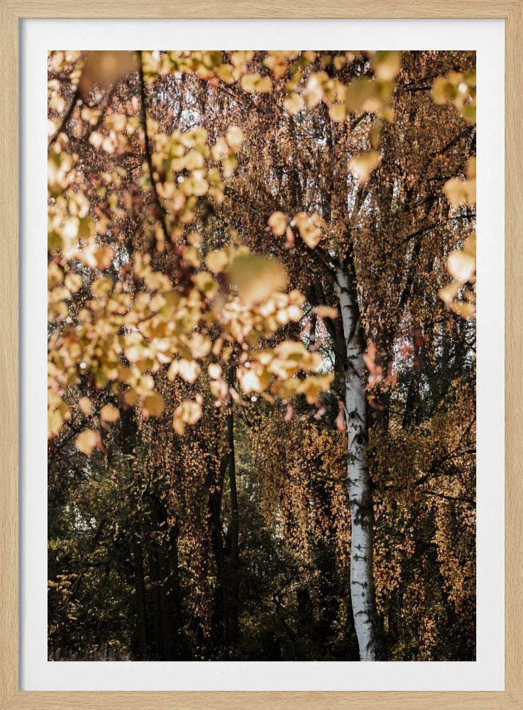 Herbstbirke | Poster