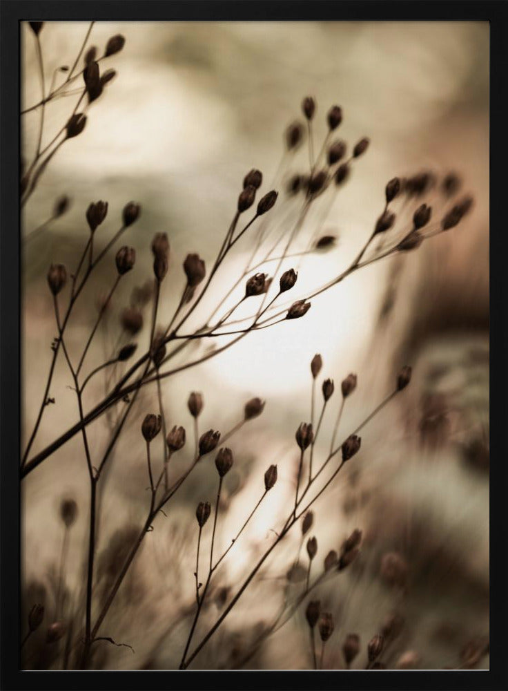 Herbstlichter | Poster