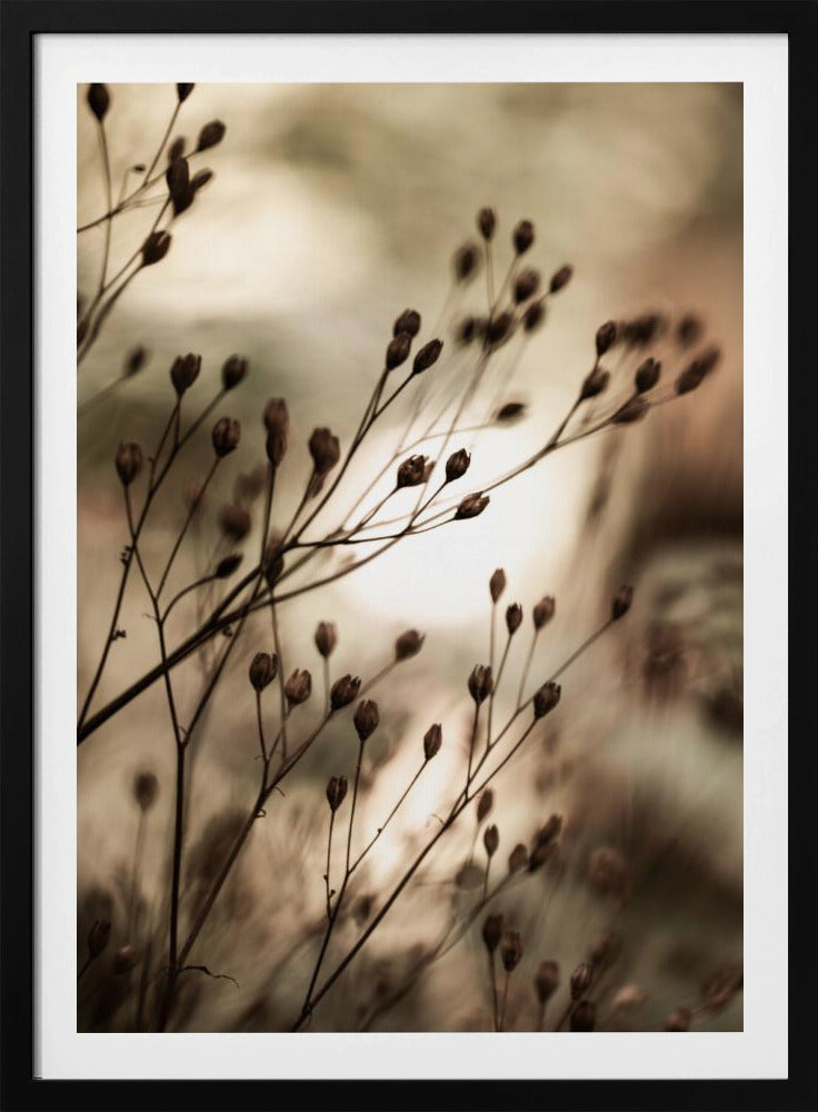 Herbstlichter | Poster