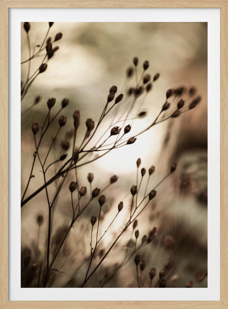Herbstlichter | Poster