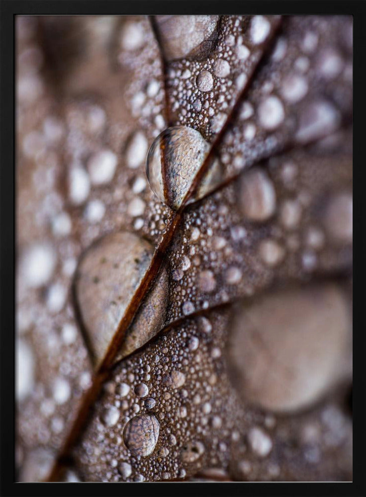 Herbstregen | Poster