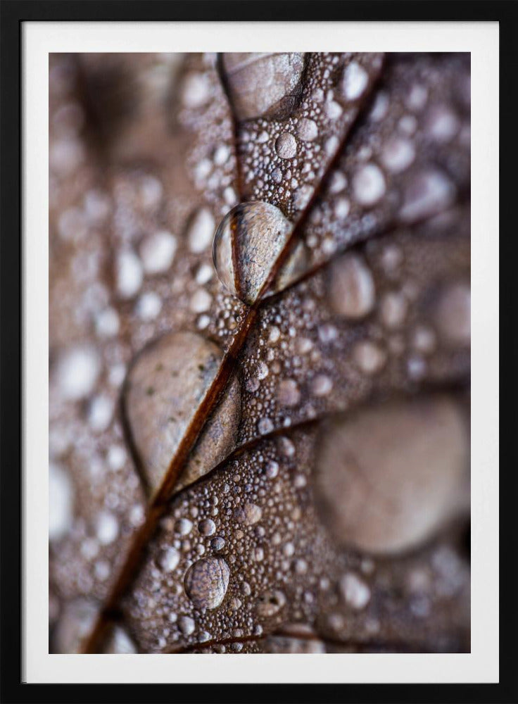 Herbstregen | Poster