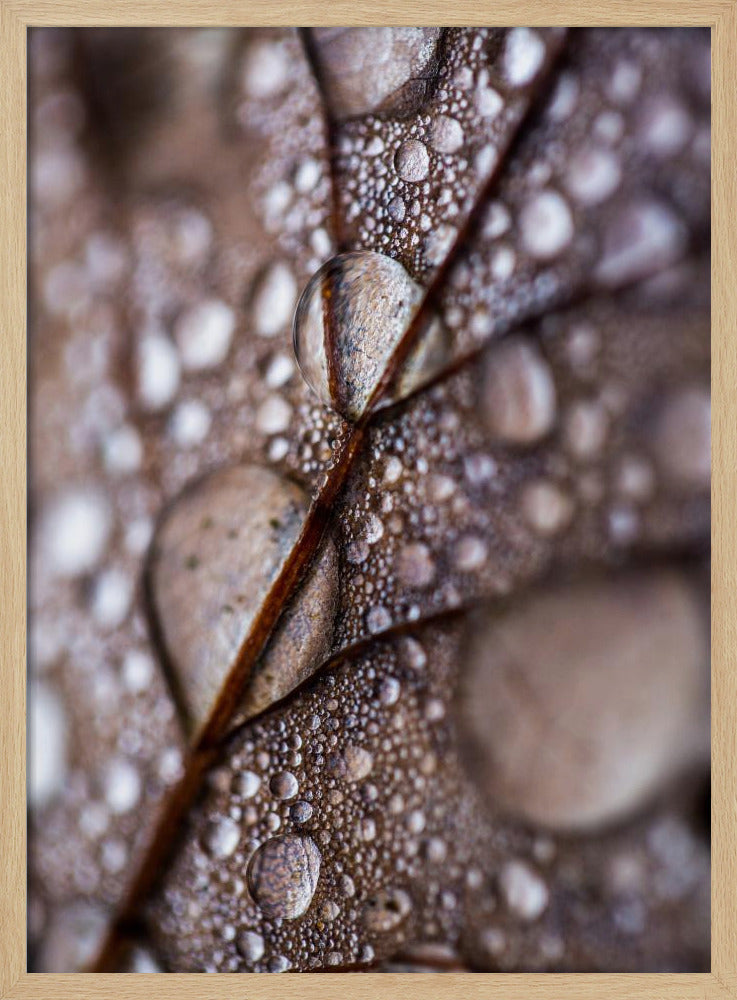 Herbstregen | Poster