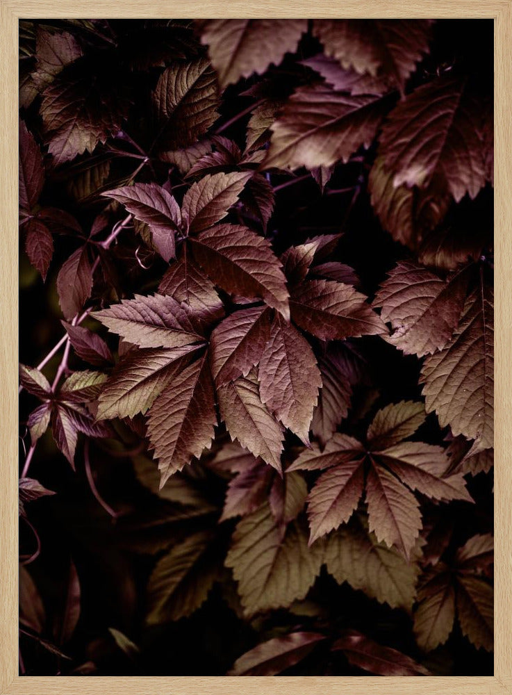 Herbstblätter 13 | Poster