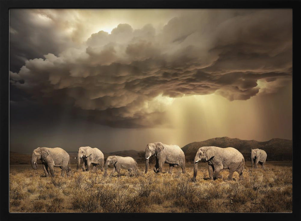 FreeElephants | Poster