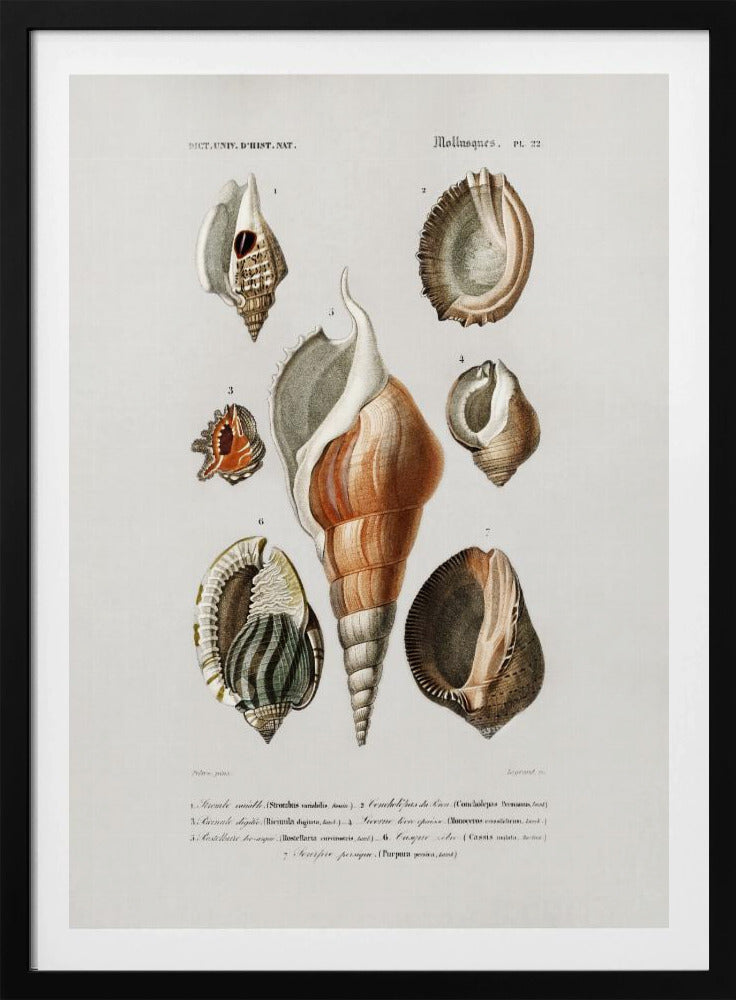 Verschiedene Weichtierarten | Poster